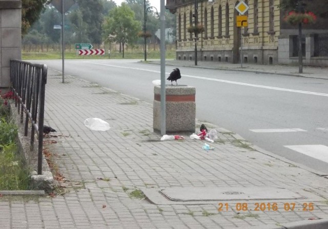 Oto dowód miejskich urzędników na to, że za nieporządek w mieście odpowiadają wrony.