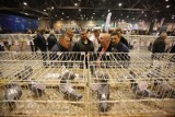Gołębie z najlepszych hodowli całego świata w Międzynarodowym Centrum Kongresowym. Targi EXPOGołębie po raz pierwszy odbędą się w Katowicach