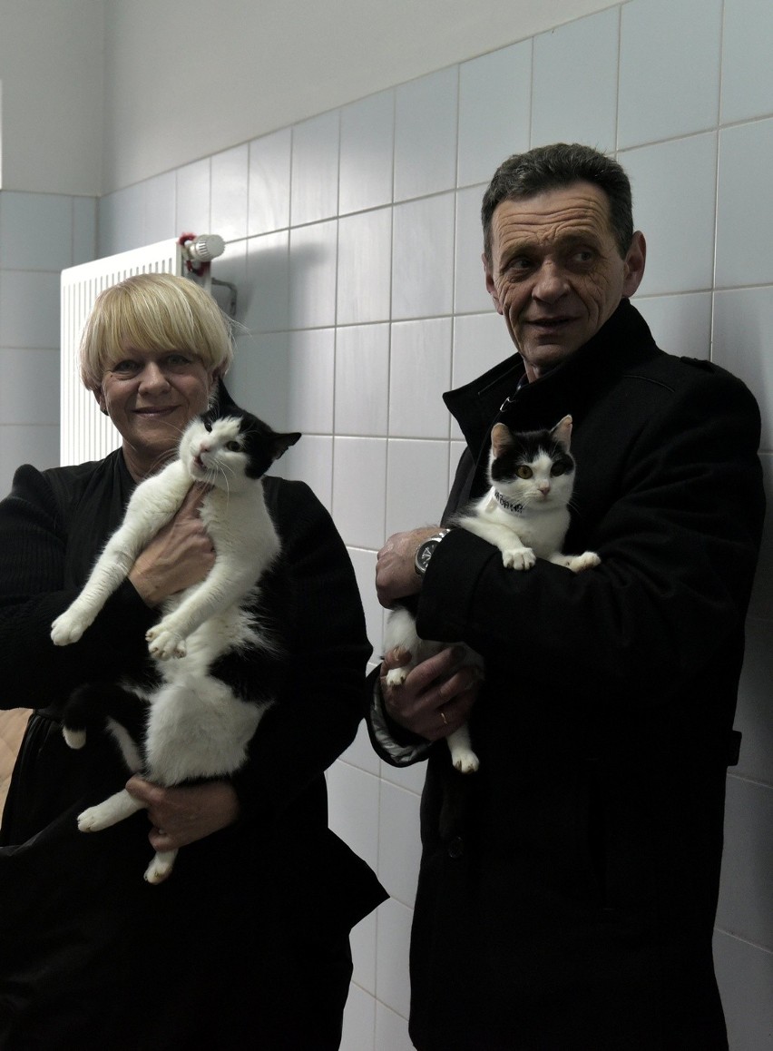 Schronisko dla bezdomnych zwierząt: Koty znalazły nowe domy [ZDJĘCIA, WIDEO]