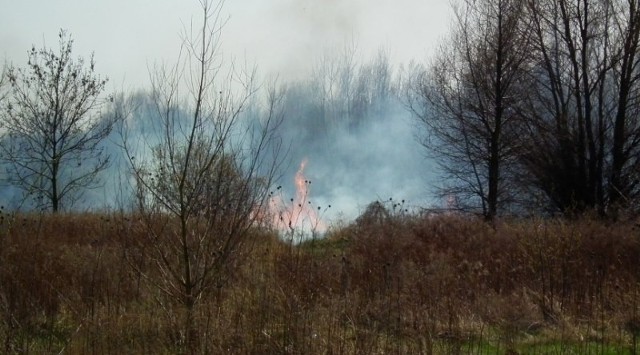 Dwa zastępy straży pożarnej gaszą trawę przy ulicy Niestachowskiej na wysokości św. Wawrzyńca.