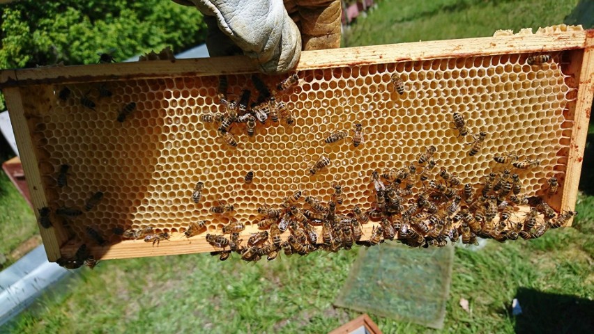 Światowy Dzień Pszczół 2021. Zakłady karne w woj. lubelskim włączają się w obchody