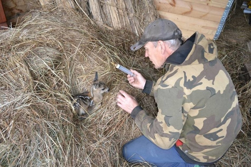 Nie zabierajmy dzikich zwierząt do domów! [ZDJĘCIA]