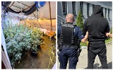 Plantacja marihuany zlikwidowana przez raciborskich policjantów. Na terenie posesji znaleziono coś jeszcze