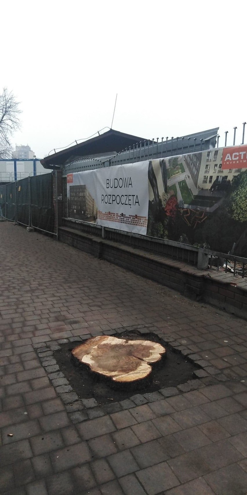 Stuletnie drzewa w Katowicach zostały wycięte bez zważania...
