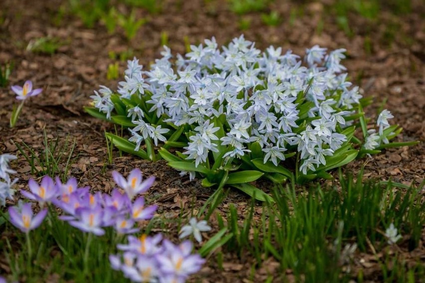 W Ogrodzie Botanicznym UJ można już znaleźć wiosnę. Kwitną śnieżyce, goryczki, oczary [ZDJĘCIA]