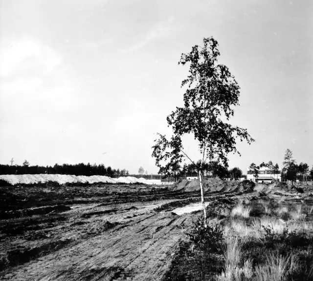 20 lat temu Zakłady Azotowe "Puławy" rozpoczęły sadzenie drzew na zdegradowanym terenie. Od tego czasu zalesionych zostało ok. 55 ha i posadzono ponad pół miliona sadzonek