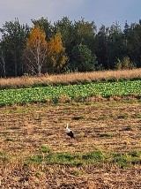 Nie wszystkie bociany odleciały. Jeden pozostał koło Staszowa. Mieszkańcy dbają o ptaka   