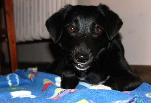Figa, sunia przygarnięta z opolskiego schroniska ponad dwa lata temu. Nieufna, skrzywdzona przez człowieka, w nowym domu odżyła, odzyskała radość psiego życia i mocno pokochała swoich opiekunów.