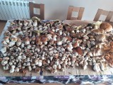 Mnóstwo grzybów w lasach w regionie radomskim. Imponujące zbiory borowików, podgrzybków, kani i gąsek. Zobaczcie zdjęcia