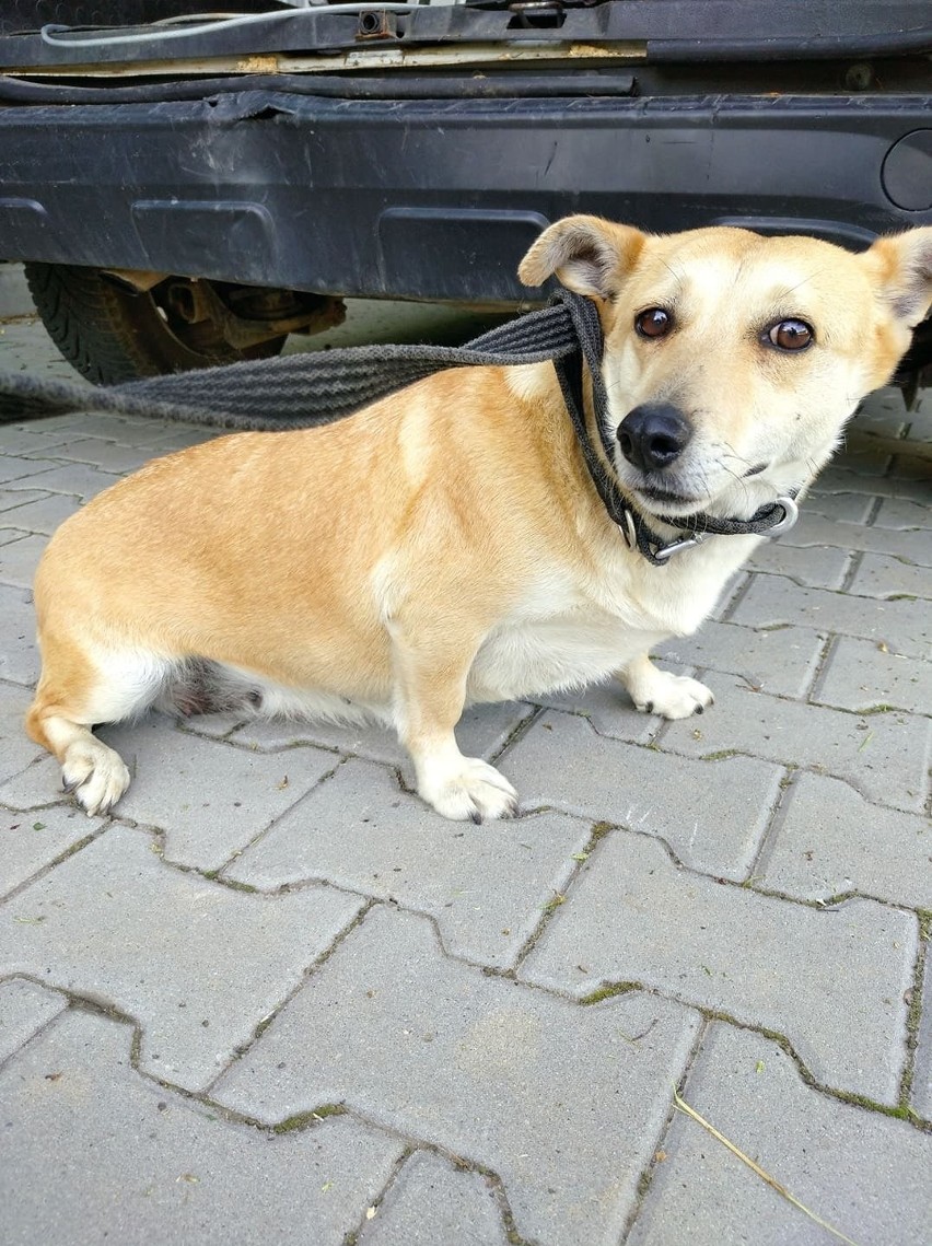 Brejak - suczka niewielkich rozmiarów