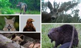 Te zwierzęta zostały złapane w fotopułapki! Leśnicy publikują w internecie fotografie niedostępnego na co dzień świata przyrody