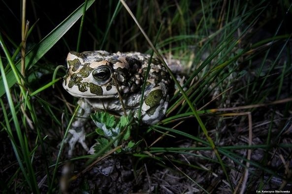 Miasto Białystok uratowało rekordową liczbę żab