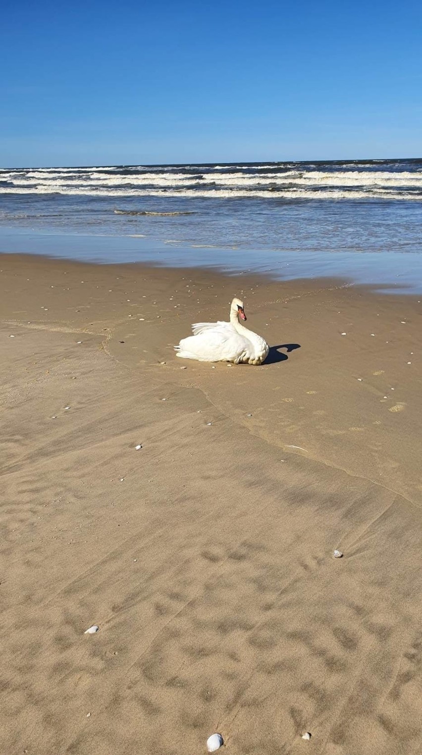 Łabędź na plaży w Kątach Rybackich. Na przyjazd służb turyści czekali kilka godzin