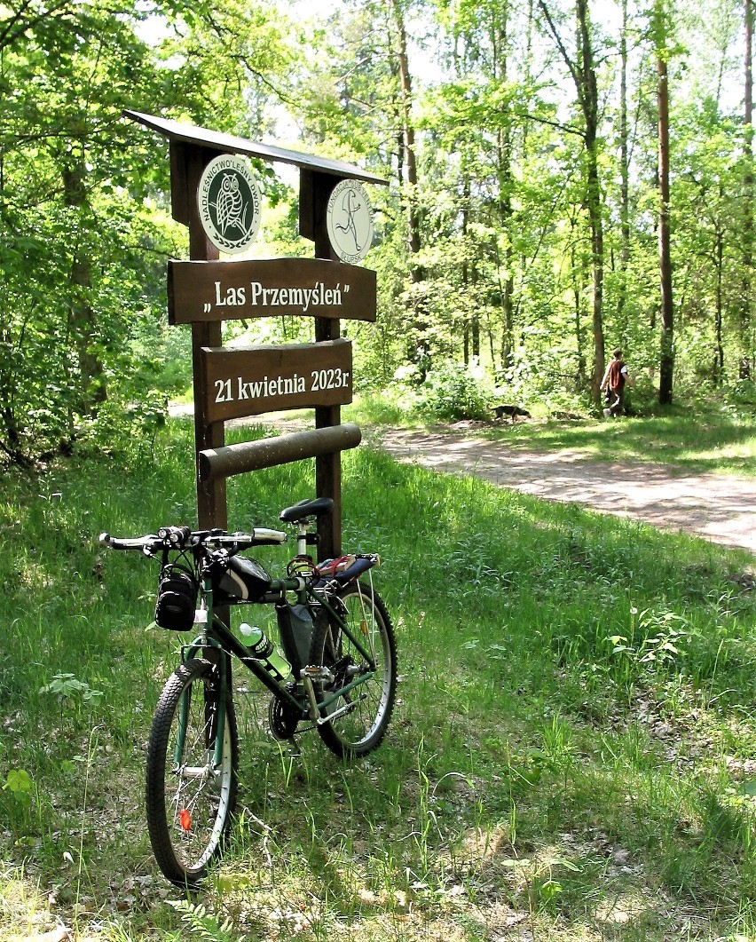 Napotkane na pograniczu lasów państwowych i miejskich...