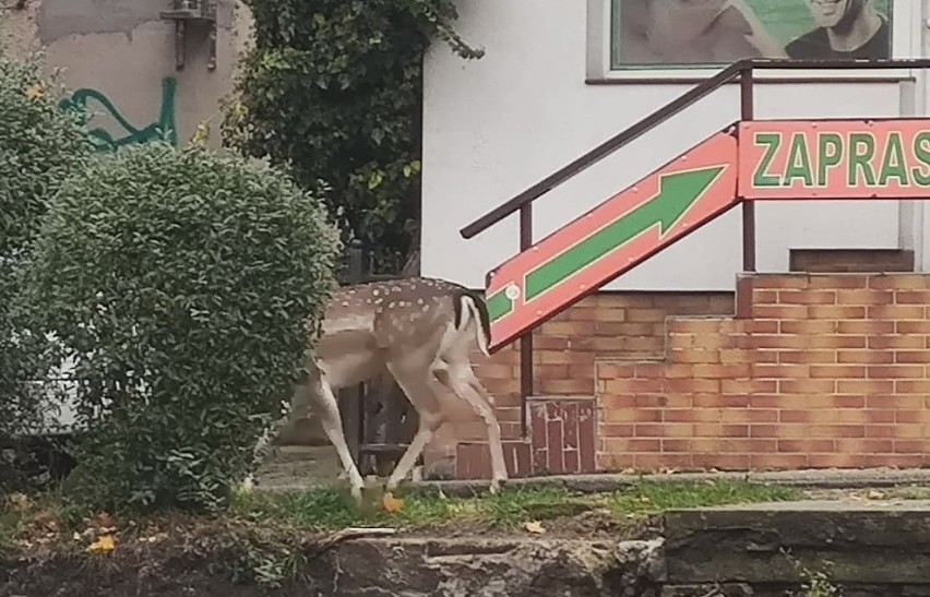 Gdy spotkamy dzikie zwierzę, najlepiej powiadomić straż...