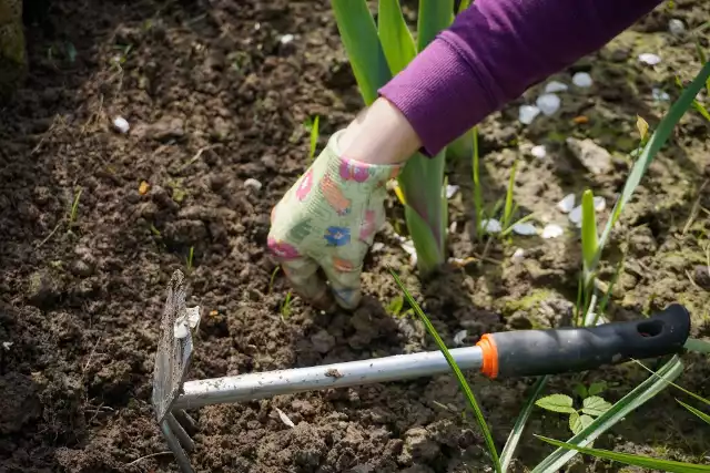 Zgodnie z Europejskim Zielonym Ładem, do 2030 r. stosowanie pestycydów w UE ma być ograniczone o połowę. Komisja Europejska tłumaczy tę decyzję poważnymi zagrożeniami dla zdrowia, wynikającymi ze stosowania pestycydów w uprawach: - Pestycydy mogą powodować negatywne skutki dermatologiczne, żołądkowo-jelitowe, neurologiczne, rakotwórcze, oddechowe, reprodukcyjne i hormonalne, dlatego zwalczanie szkodników powinno być prowadzone metodami przyjaznymi dla środowiska.Które produkty, obojętne dla środowiska, możemy wykorzystać we własnych ogrodach? Jakie są skuteczne w walce z chwastami, a które z chorobami i szkodnikami roślin? Sprawdźcie w naszej galerii.