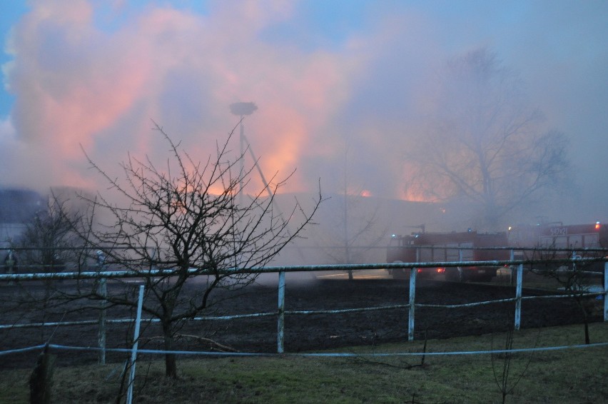 Pożar stadniny koni w Karolewku.