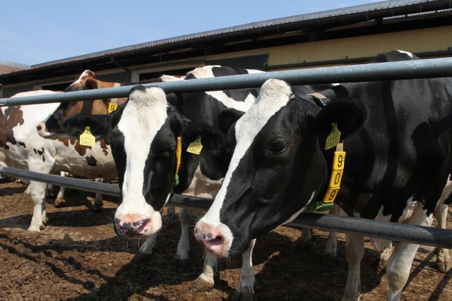 Ponad 600 milionów kar za przekroczenie kwot mlecznych - to już pewne