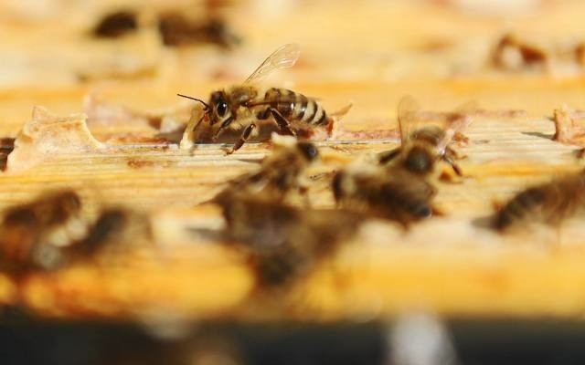 Rajd w obronie pszczół dojedzie w czwartek do Dzierzgonia