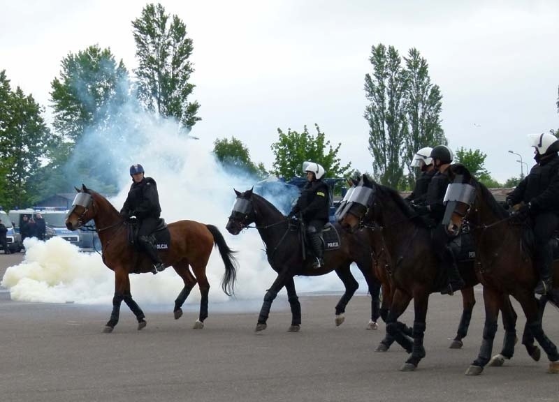 Atestacja policyjnych koni odbyła się w czwartek w Łodzi