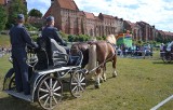 Pokazy: zaprzęgi, teatr konny i przejażdżki na błoniach w Grudziądzu już wkrótce!