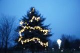 Świąteczne iluminacje w Busku-Zdroju. Choinki, światełka i wiele pięknych ozdób. Zobaczcie zdjęcia