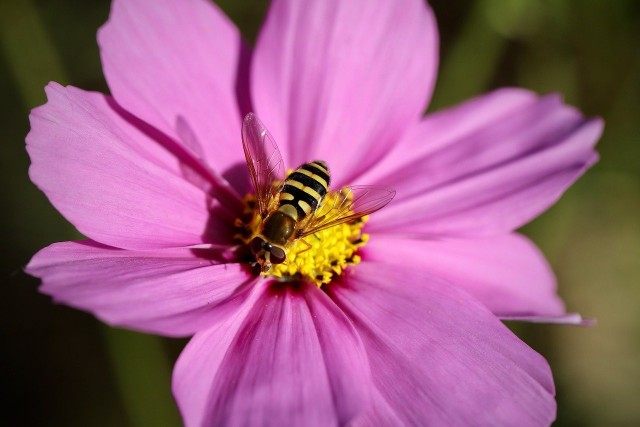 Bzygi to często spotykane i niezwykle pożyteczne owady. Jednym z gatunków jest bzyg pospolity.