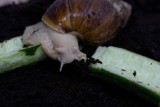 Gigantyczne ślimaki afrykańskie czekają na adopcję w Kielcach. Kto chętny? 