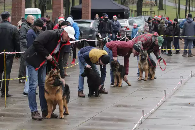 Wystawie owczarków niemieckich w Rudzie Śląskiej towarzyszył pokaz tresury psów obronnych oraz wybór najpiękniejszego kundelka