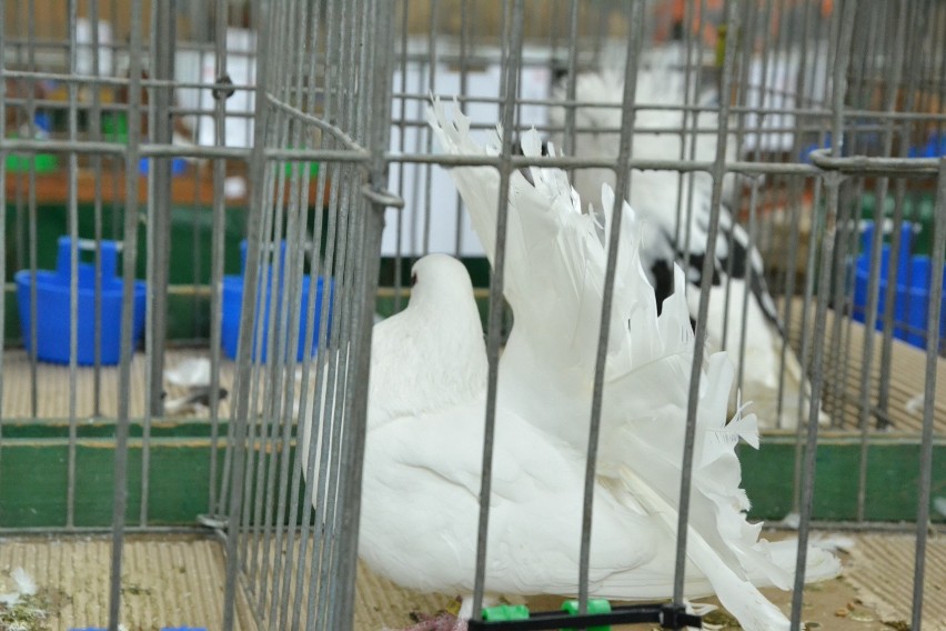 W Lipnie odbyła się XXXIX Włocławska Wystawa Ptaków Rasowych i Drobnego Inwentarza