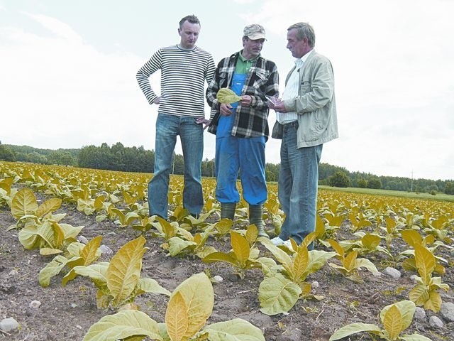 Do plantatorów już teraz zgłasza się mnóstwo firm zainteresowanych zakupem tytoniu – mówi Jan Milanowski (pierwszy z prawej)