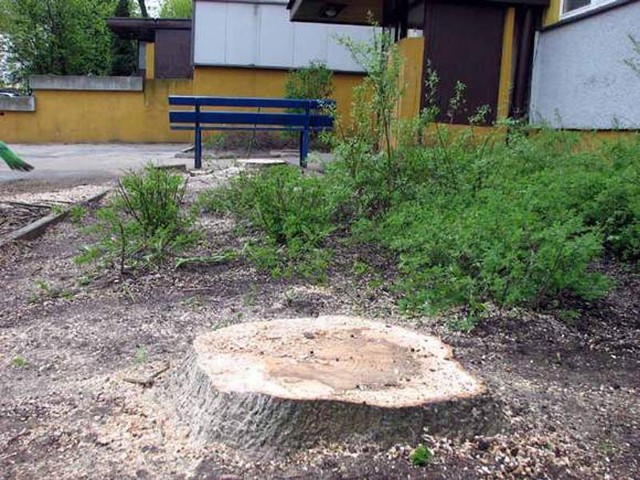 W Łapach wycięto drzewa pod parking