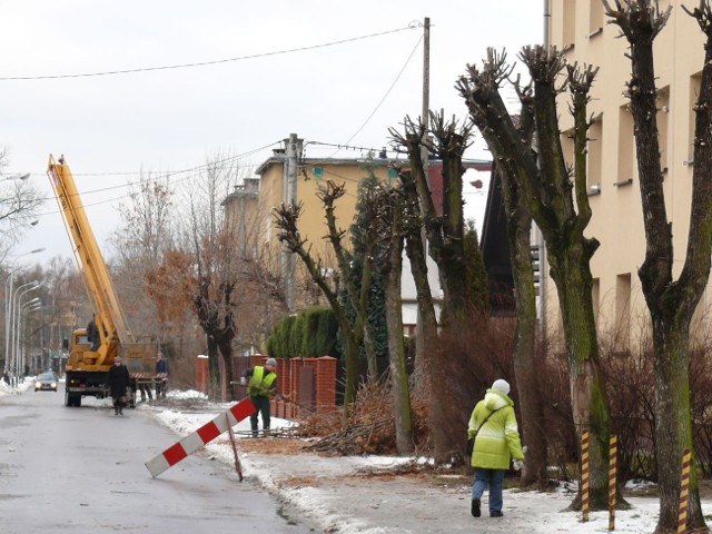 Drzewa pielęgnuje się piłą i siekierą, a te kikuty drzew przy ulicy Kilińskiego w Stalowej Woli wkrótce się zazielenią