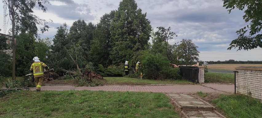 Strażacy z Kowalkowa i Zwolenia usuwali powalone drzewa na...