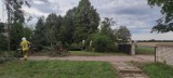 Nawałnica w regionie radomskim. Powalone drzewa w powiatach lipskim i zwoleńskim, uszkodzone dachy domów