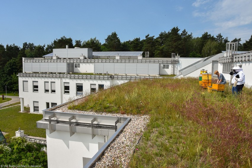 Białystok. Postawili ule na dachu budynku kampusu (zdjęcia)