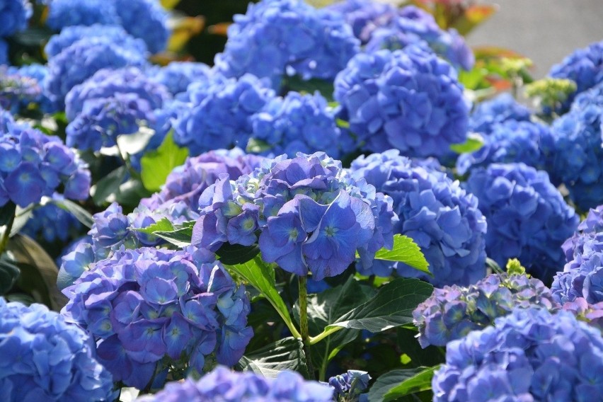 Niebieskie hortensje ogrodowe wyglądają bardzo ładnie....