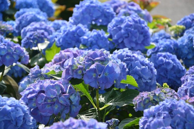 Niebieskie hortensje ogrodowe wyglądają bardzo ładnie. jednak ich kolor ich kwiatów zależy od odczynu ziemi.