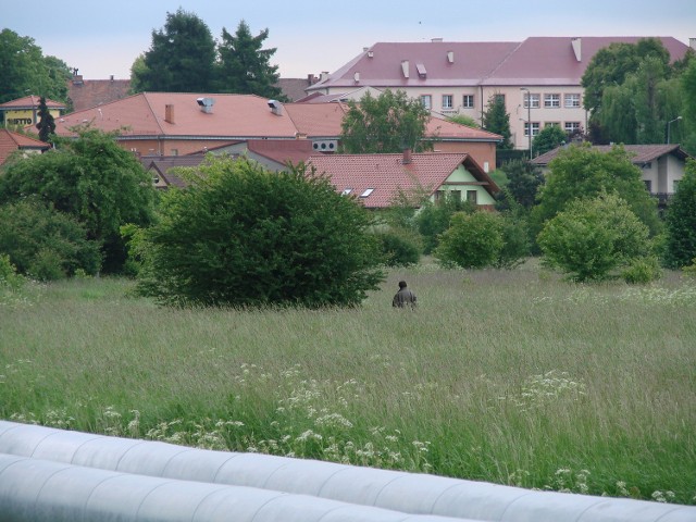 Na łące w centrum Oświęcimia rośnie trawa po pas