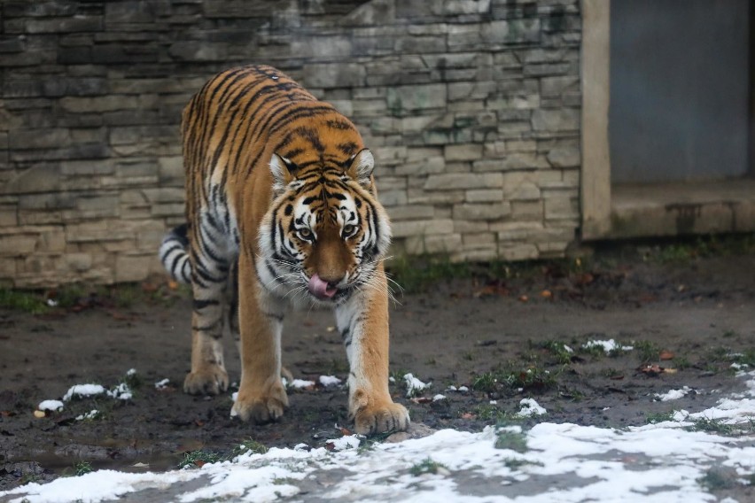 Kraków. U zwierzaków w zoo już zima. Odwiedzać je można codziennie przez cały rok! [ZDJĘCIA]
