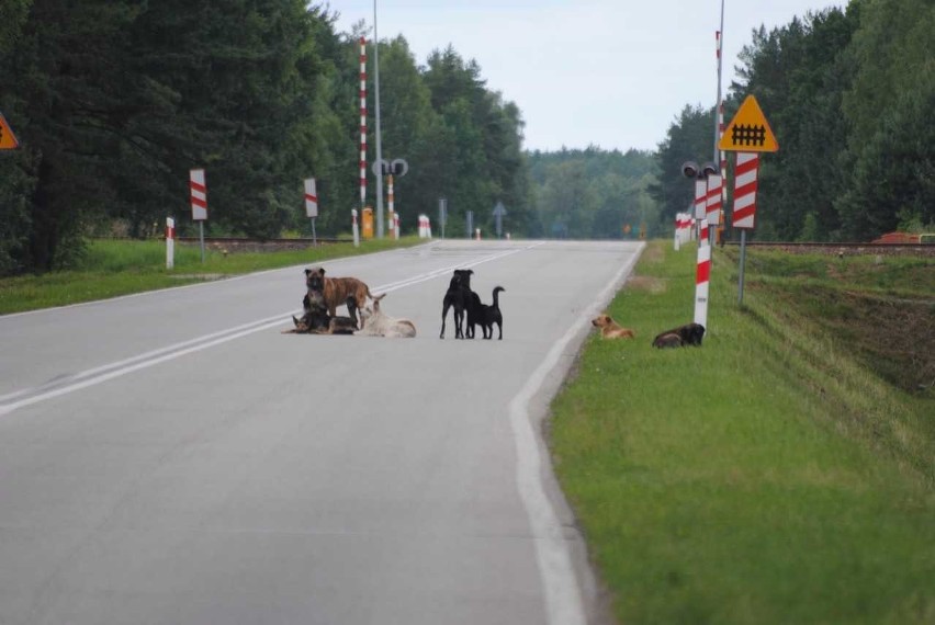 Bezpańskie psy krążą niedaleko Czeremchy i sieją panikę.