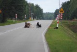 Czeremcha. Wataha psów wałęsa się po ulicach. Mieszkańcy w panice