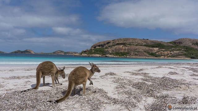 Kangury na plaży Lucky Bay nie są żadnym niezwykłym widokiem