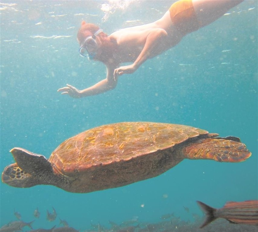 Na Galapagos można popływać z żółwiami i lwami morskimi