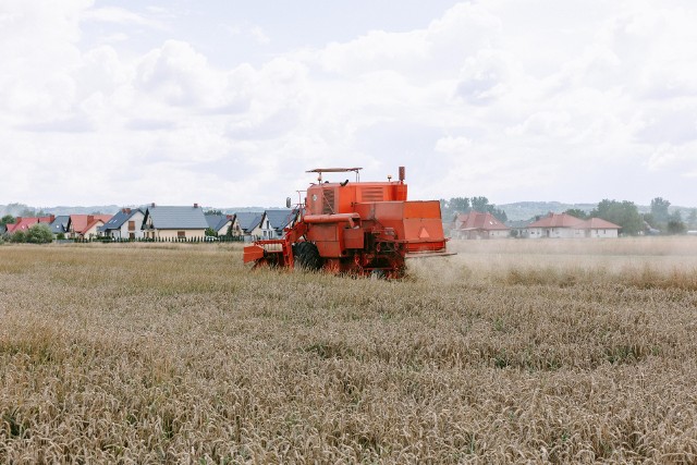 Mimo suszy i wysokich cen nawozów, plony podczas tegorocznych żniw są nieznacznie niższe niż przed rokiem.