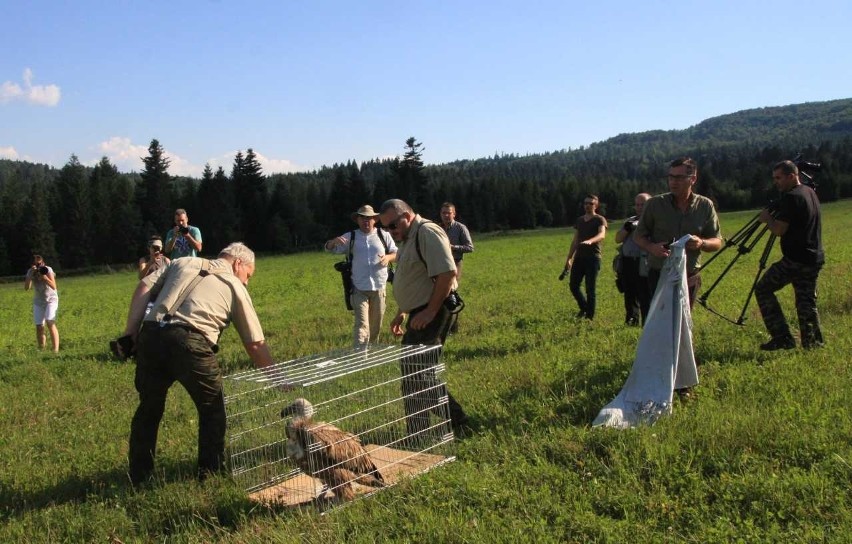 Sęp płowy, który pojawił się w Polsce przed miesiącem...