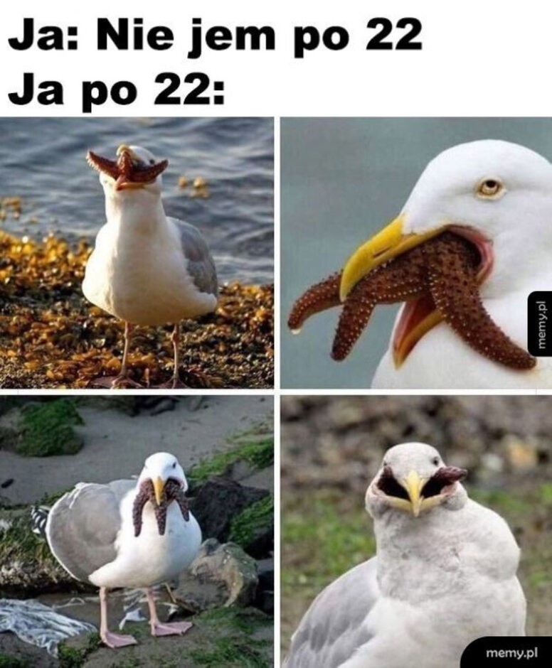 Europejski Dzień Ptaków. Zobacz najlepsze memy o ptakach....