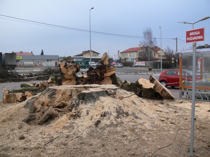 300-letniej lipy rosnącej przy ulicy Kwiatkowskiego w Sandomierzu już nie ma. Został tylko pień i pocięte konary.  