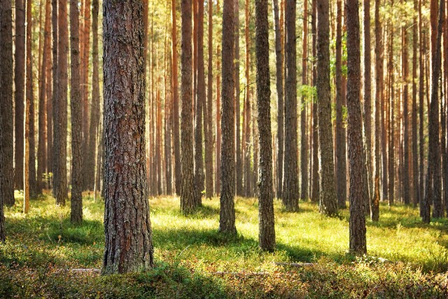 W ocenie leśników drzewa w rezerwacie dożywają kresu swojego biologicznego istnienia. Świadczy o tym ich powolne, naturalne zamieranie.