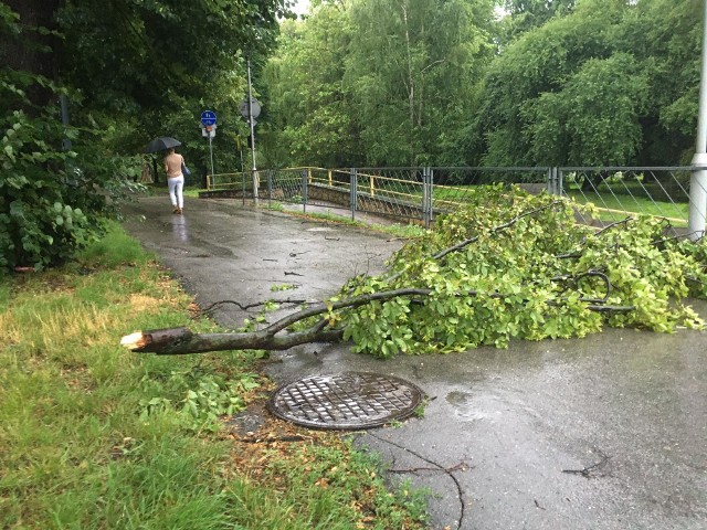 Opatowscy strażacy wyjeżdżali do licznych wiatrołomów.